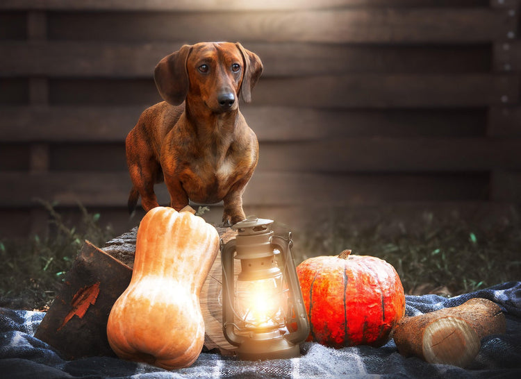 Pet Supplies