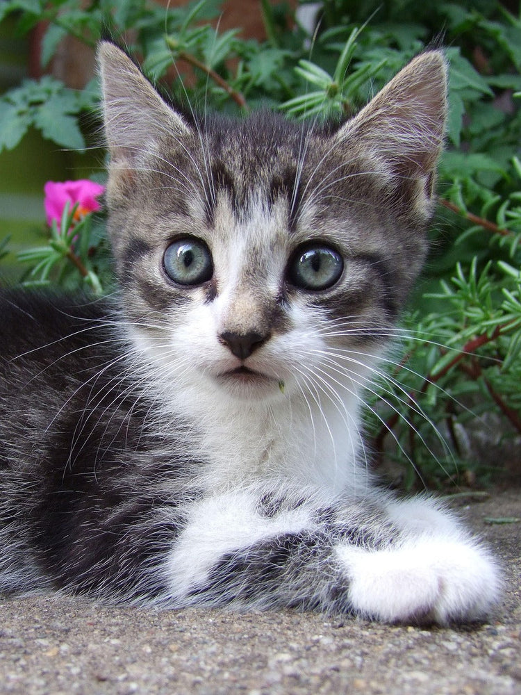 Cats